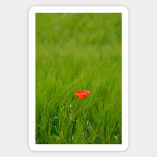 Poppy in Wheat Field Sticker